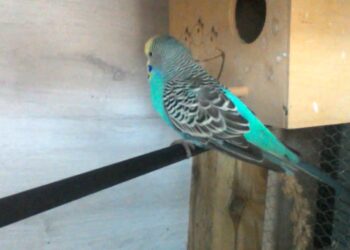 Comment se couple les perruches ?