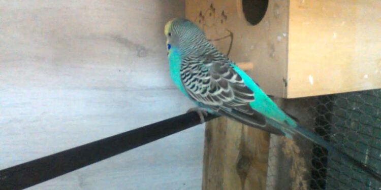 Comment se couple les perruches ?