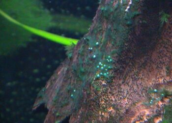 Comment se débarrasser de la cyano en aquarium ?