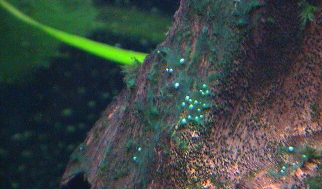 Comment se débarrasser de la cyano en aquarium ?