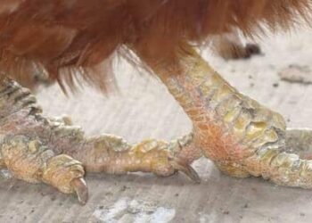 Comment se débarrasser de la gale remède de Grand-mère ?