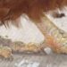 Comment se débarrasser de la gale remède de Grand-mère ?