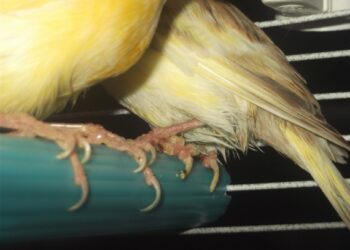 Comment se débarrasser de la gale remède de Grand-mère ?