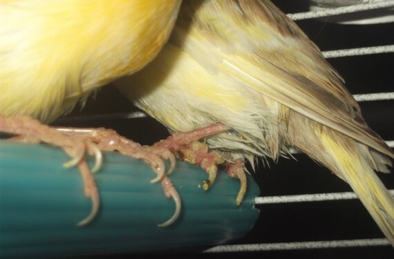 Comment se débarrasser de la gale remède de Grand-mère ?