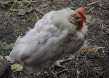 Comment se débarrasser de la maladie de Marek ?