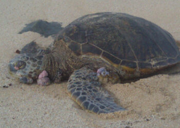 Comment se débarrasser de la salmonelle ?