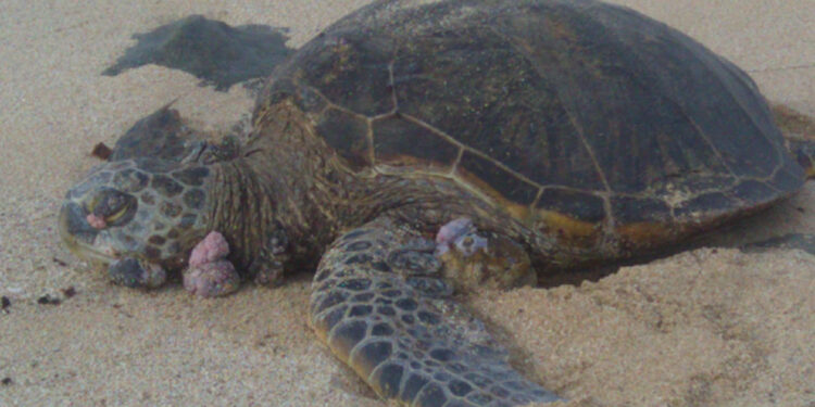 Comment se débarrasser de la salmonelle ?