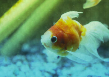 Comment se débarrasser de poissons d'aquarium ?