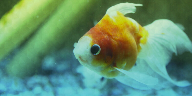 Comment se débarrasser de poissons d'aquarium ?