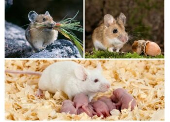 Comment se débarrasser définitivement des souris ?