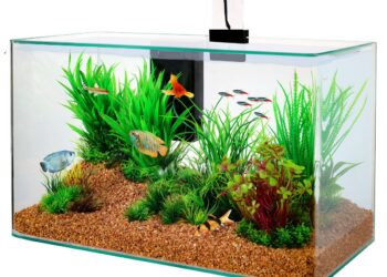 Comment se débarrasser des algues noir aquarium ?