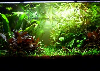 Comment se débarrasser des algues vertes dans un aquarium ?