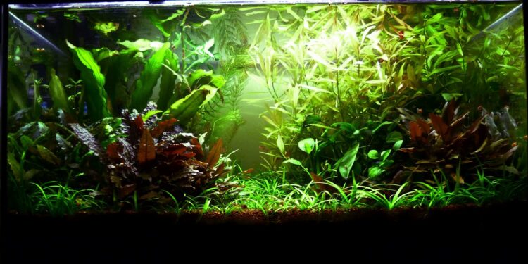 Comment se débarrasser des algues vertes dans un aquarium ?