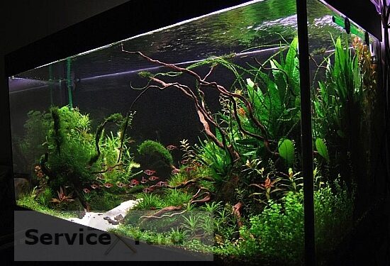 Comment se débarrasser des algues vertes dans un aquarium ?