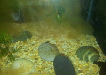 Comment se débarrasser des diatomées ?