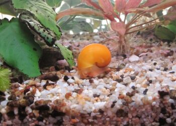 Comment se débarrasser des escargots ?