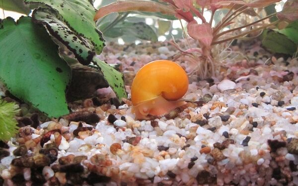 Comment se débarrasser des escargots ?