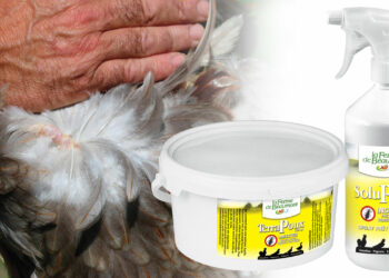 Comment se débarrasser des poux broyeurs ?