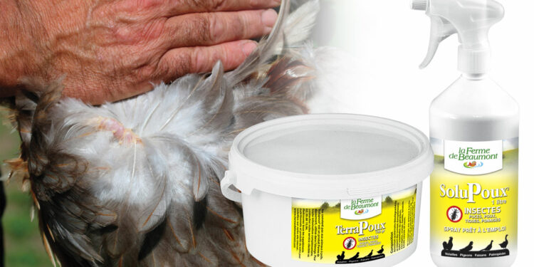 Comment se débarrasser des poux broyeurs ?