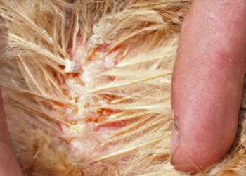 Comment se débarrasser des poux de poule dans la maison ?