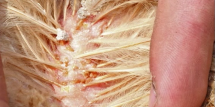 Comment se débarrasser des poux de poule dans la maison ?
