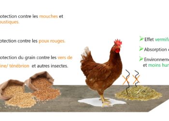 Comment se débarrasser des poux de poules dans le poulailler ?