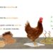 Comment se débarrasser des poux de poules dans le poulailler ?