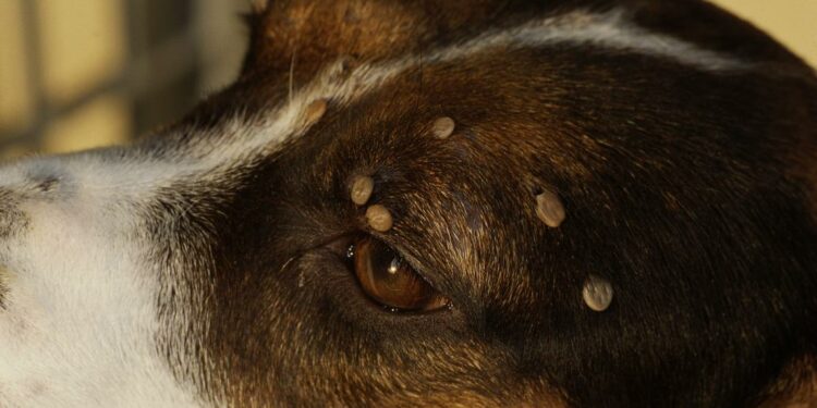 Comment se débarrasser des tiques chez le chien ?