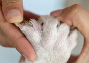 Comment se débarrasser des tiques sur un chien naturellement ?