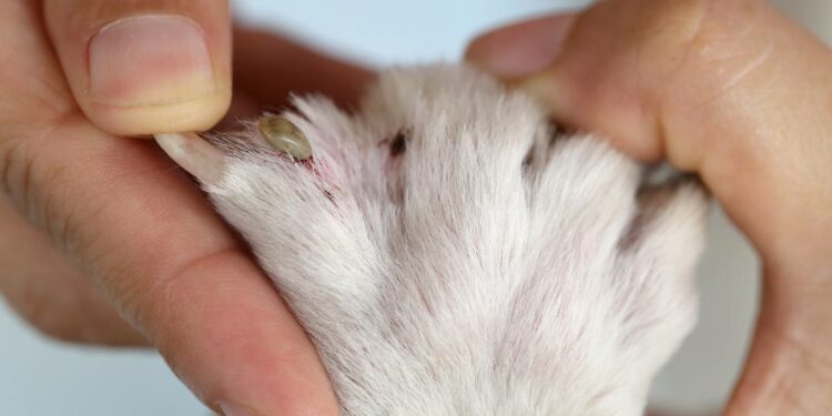Comment se débarrasser des tiques sur un chien naturellement ?