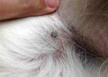 Comment se débarrasser des tiques sur un chien naturellement ?