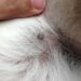 Comment se débarrasser des tiques sur un chien naturellement ?