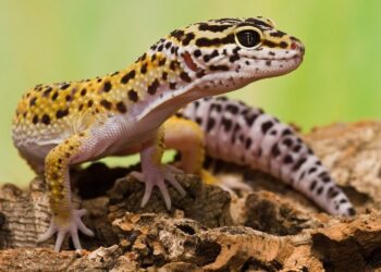 Comment se débarrasser d'un gecko ?