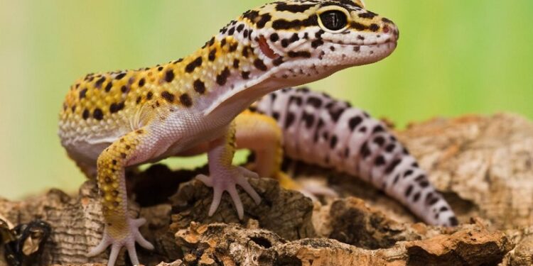 Comment se débarrasser d'un gecko ?