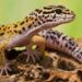 Comment se débarrasser d'un gecko ?