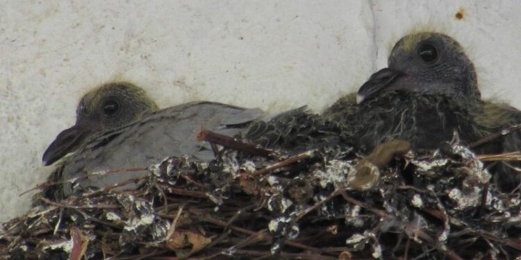 Comment se débarrasser d'un œuf de pigeon ?
