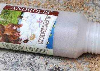 Comment se débarrasser d'une poule ?