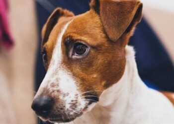 Comment se déclenche une crise d'épilepsie ?