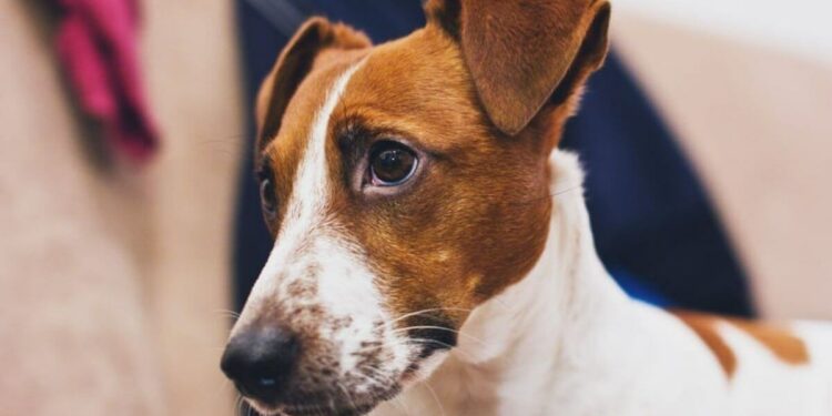 Comment se déclenche une crise d'épilepsie ?