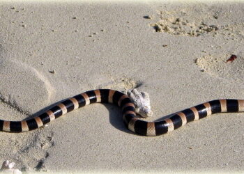 Comment se défendre face à un serpent ?