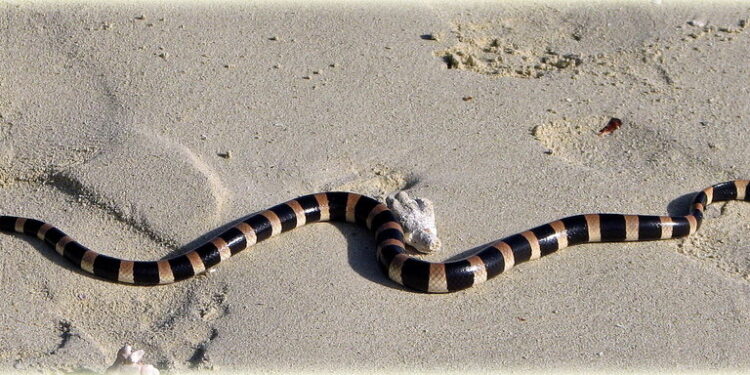 Comment se défendre face à un serpent ?