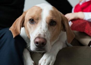 Comment se définit une race naturelle ?