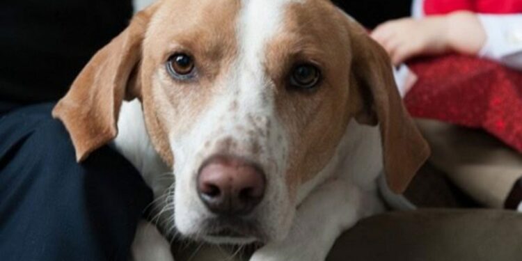 Comment se définit une race naturelle ?