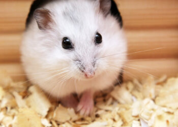 Comment se faire aimer par son hamster ?