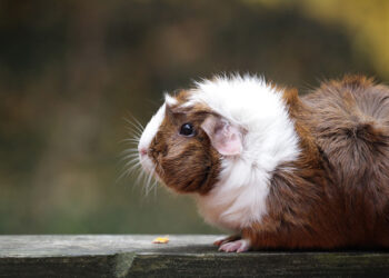 Comment se faire aimer par un cochon d'Inde ?