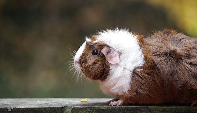 Comment se faire aimer par un cochon d'Inde ?