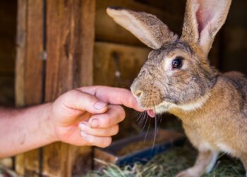 Comment se faire respecter par son lapin ?