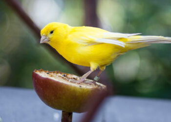 Comment se lave les oiseaux ?