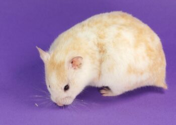 Comment se lave un hamster ?