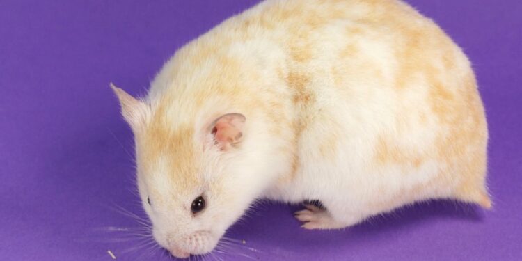 Comment se lave un hamster ?